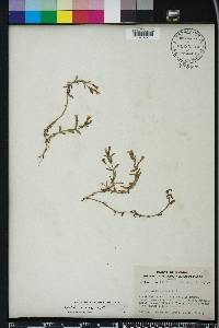 Gratiola ramosa image