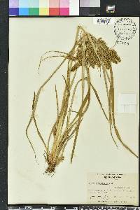 Cyperus erythrorhizos image