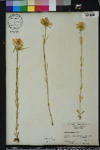 Sabatia gentianoides image