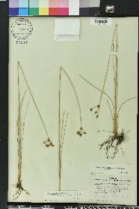 Fimbristylis puberula image