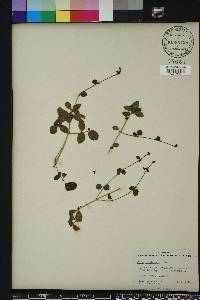 Pilea involucrata image