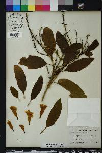 Tecoma castanifolia image