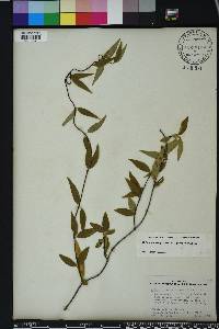 Gelsemium sempervirens image