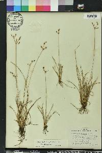 Fimbristylis dichotoma image