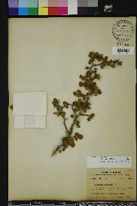 Crataegus michauxii image