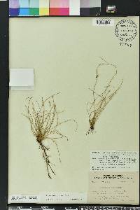 Eleocharis vivipara image