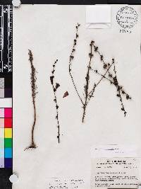 Agalinis fasciculata image
