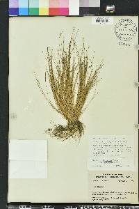 Eleocharis nigrescens image