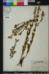 Scutellaria arenicola image