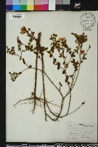 Hypericum tetrapetalum image