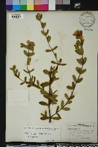 Hypericum crux-andreae image