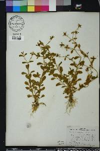 Sabatia calycina image