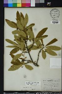 Nyssa sylvatica var. biflora image