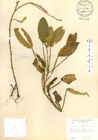 Potamogeton amplifolius image