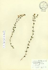 Scutellaria havanensis image