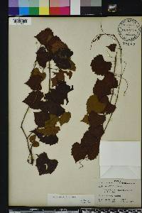 Vitis rotundifolia image