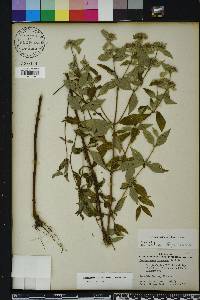 Pycnanthemum albescens image