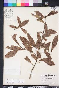 Quercus laurifolia image