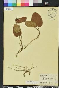 Smilax pumila image