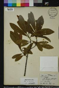 Magnolia virginiana image