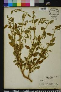 Sida spinosa image