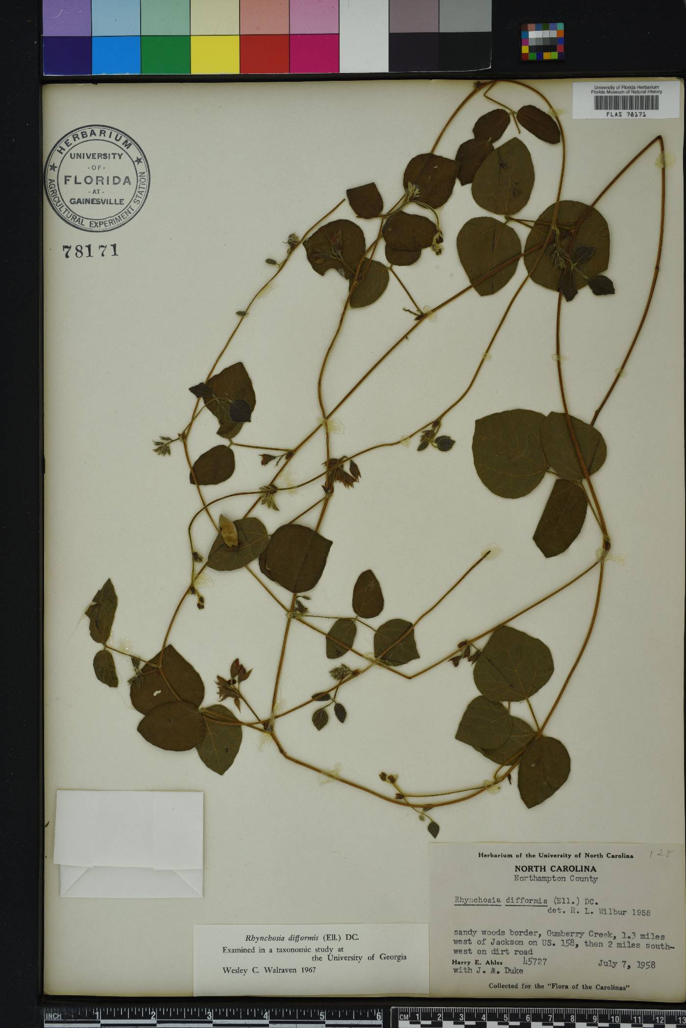 Rhynchosia difformis image
