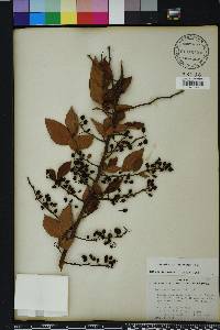 Vaccinium fuscatum image