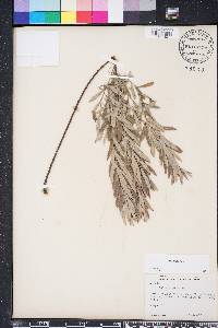 Salix humilis var. tristis image