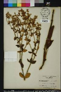 Eriogonum tomentosum image