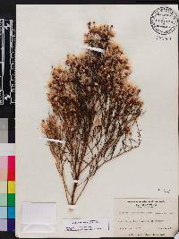 Baccharis angustifolia image