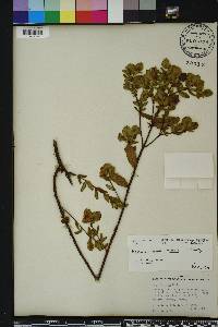 Hypericum crux-andreae image