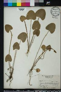 Centella asiatica image