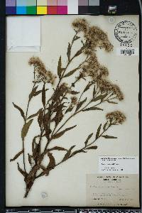 Pluchea longifolia image