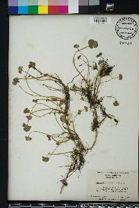 Hydrocotyle ranunculoides image