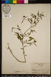 Bidens discoidea image