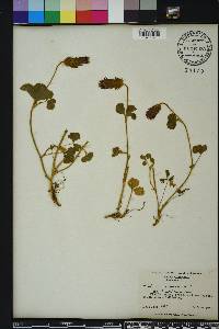 Trifolium incarnatum image