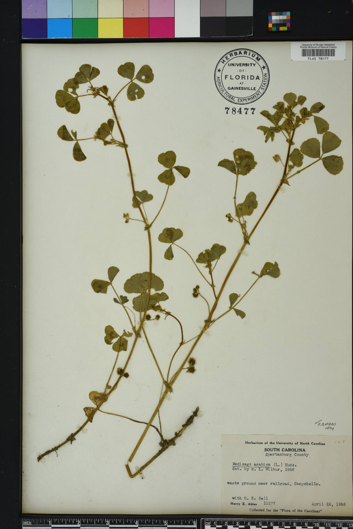 Medicago arabica image