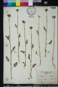 Daucus pusillus image