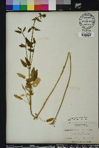 Stachys floridana image