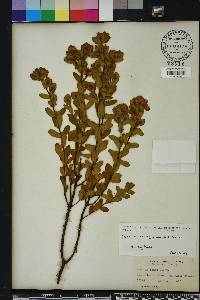 Hypericum crux-andreae image