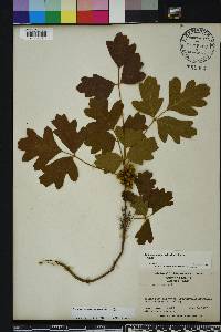 Toxicodendron pubescens image