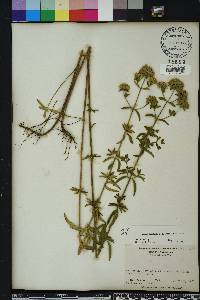 Pycnanthemum flexuosum image