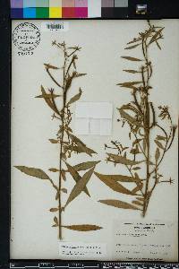 Ludwigia leptocarpa image