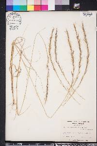 Aristida purpurascens image