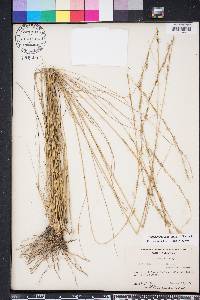Aristida stricta image