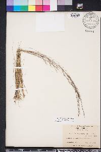 Aristida longespica image