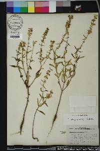 Dicerandra densiflora image