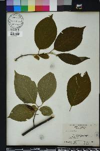 Halesia carolina image