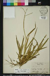 Paspalum laeve image