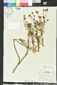 Dalea feayi image